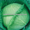 Hybird Cabbage Seed For Growing-Heat Resistance